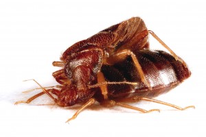 The Last Word On Nothing | TGIPF: The Bed Bug and His Violent Penis