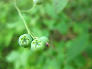 eg_greenberries