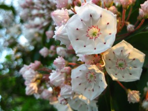 eg_mountainlaurel