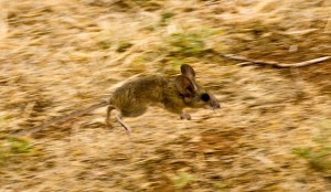 Deer Mouse on the Run