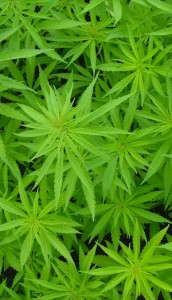 weed2