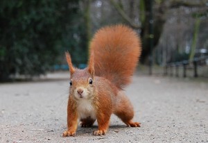 800px-Eichhörnchen_Düsseldorf_Hofgarten_Crisco_edit