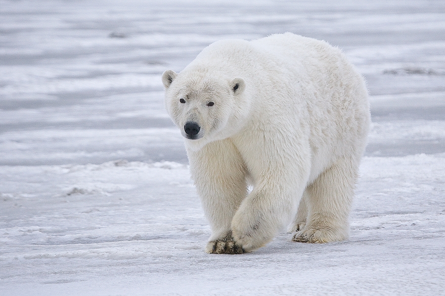 Animals In Nunavut