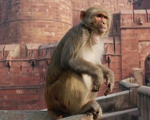 485px-Macaque_India_3