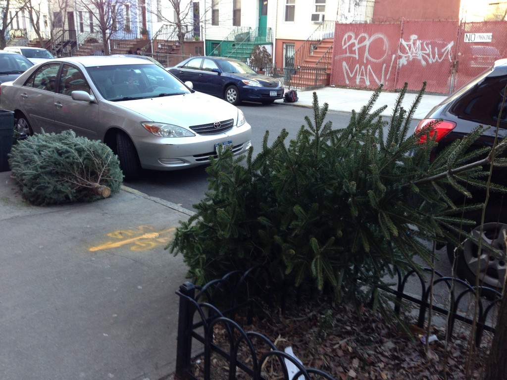 Discarded Christmas dreams in Brooklyn. I mean trees. Discarded Christmas trees in Brooklyn. 