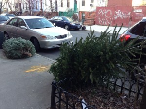 Discarded Christmas dreams in Brooklyn. I mean trees. Discarded Christmas trees in Brooklyn.
