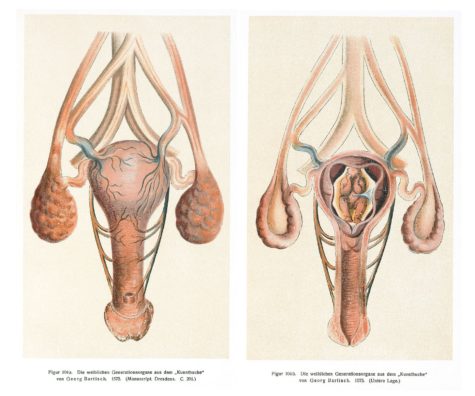 [Image: Image_of_the_vagina_uterus_and_womb_Well...75x396.jpg]