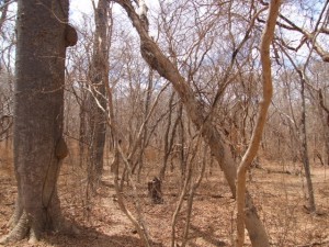 dry_dry_forest4_h