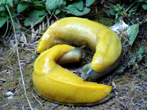 Two banana slugs