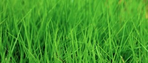 greenGrass 500x216