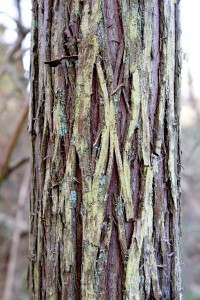 eg_whitecedarbark