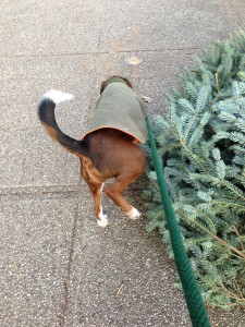Lorenzo peeing on discarded tree. No on looked at me funny when I took this picture. JK. 