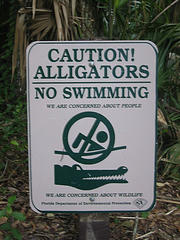 alligator swim