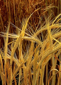 433px-Hordeum-barley