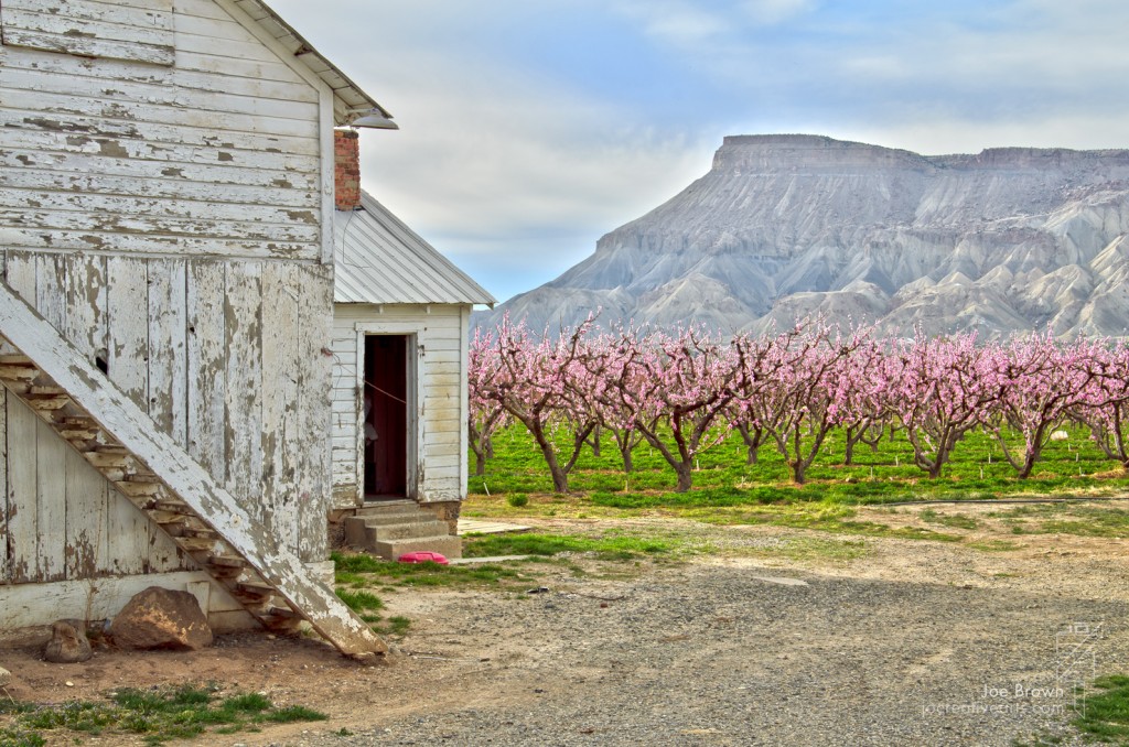 2012 Bloomin' Orchards