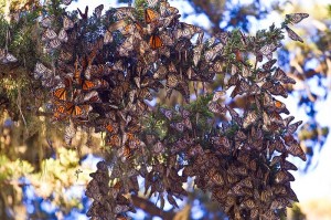 Agunther-Monarch-butterflies-pacific-grove