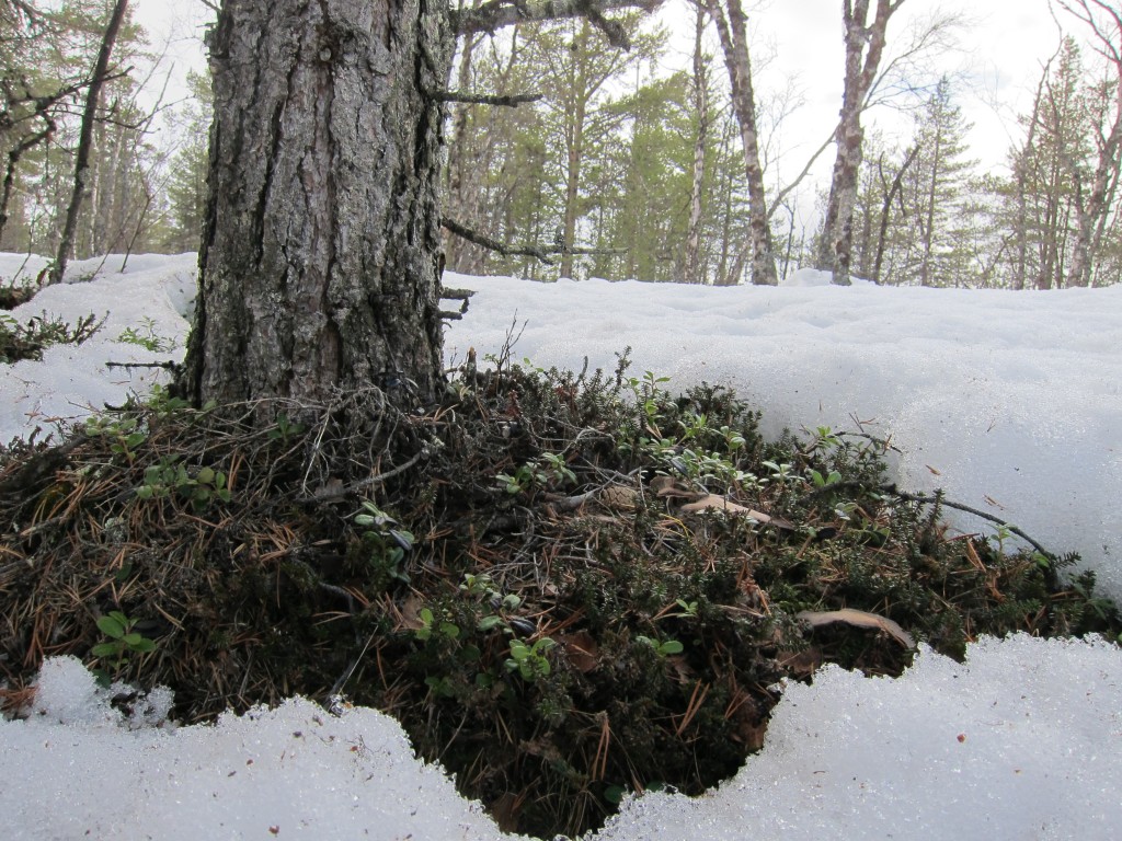 A patch of ground around a tree in the snow. 