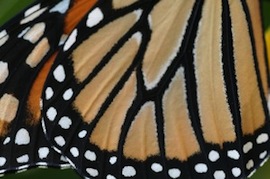 wikimedia-monarch-Dreamdan-270x179