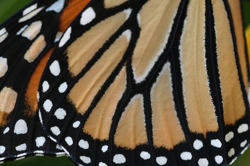 wikimedia-monarch-Dreamdan 500x333