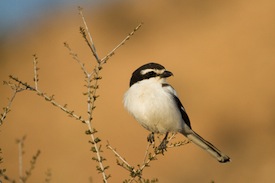 Fiscal shrike