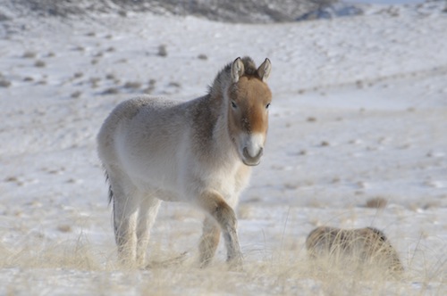 Przewalski_0130 500x332