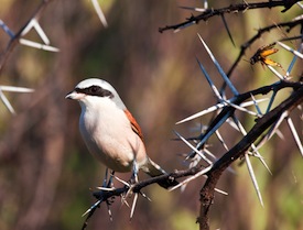 Red-backed shrike with thorns