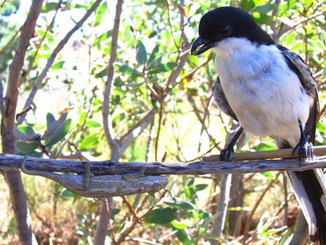 Stuffed shrike and chameleon