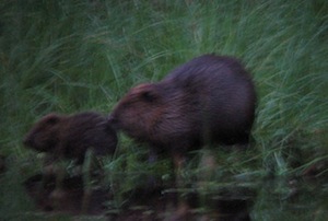 Fleeting glimpse of a beaver and its kit.