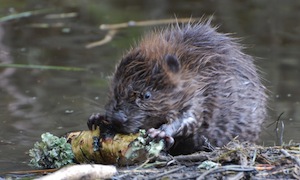 Beaver eating