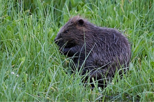 Beaver in grass