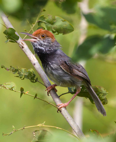 tailorbird.jpg