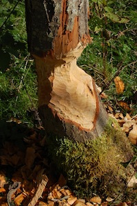 A tree gnawed by beaver.