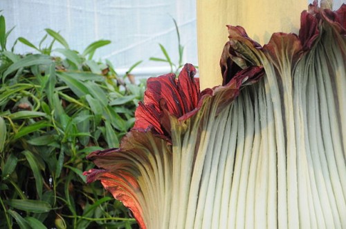 Amorphophallus_titanum_-_Botanischer_Garten_der_Universität_Basel_07