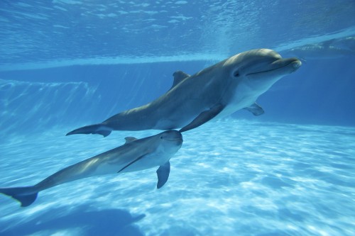 dolphin mum