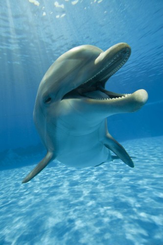 happy dolphin