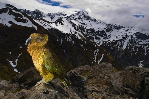 Kea