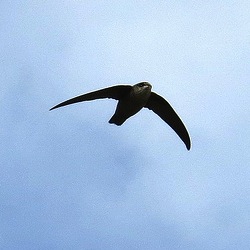 Vaux swift cropped 250px