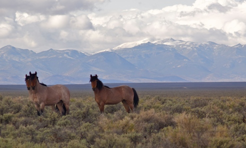 WildMustangsinNevada_MCMorton