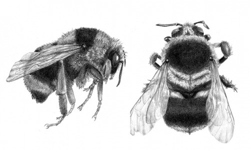 bees