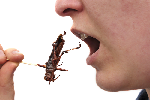 eating-bug