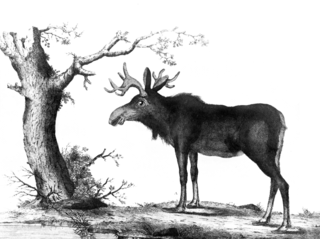 Moose under tree