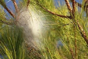 Moth nest 300x200