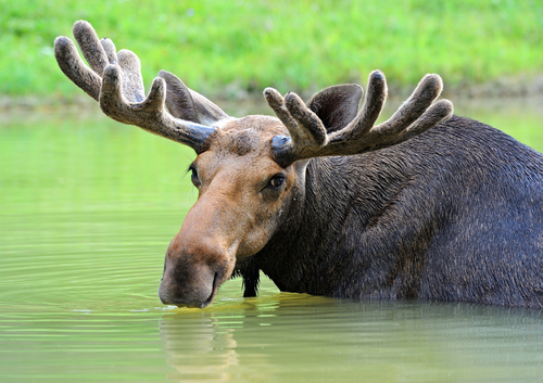 Moose