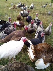 These are Christie's turkeys.