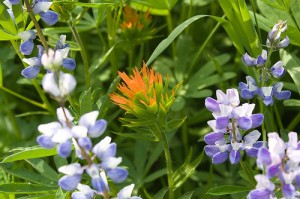 Red Paintbrush with Lupine