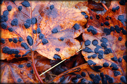 leaf blotches