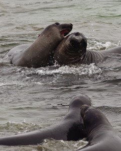 Elephant Seal colony at Piedras Blancas