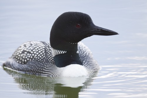 Loon 1