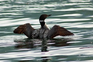 loon2