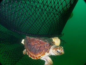 320px-Loggerhead_ted-noaa